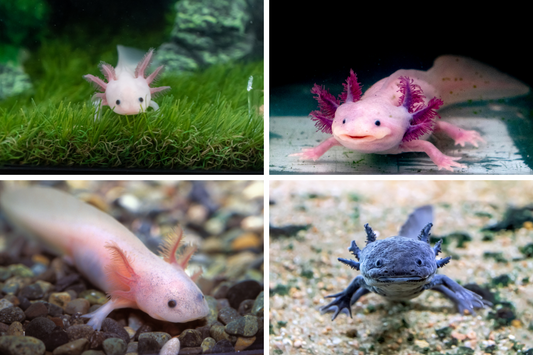 Dive Into Fun: The Ultimate Guide to Axolotl-Themed Party Games and Giggles!